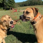 2 dogs inspiring fun team building ideas