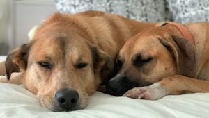 Two Sleepy Dogs