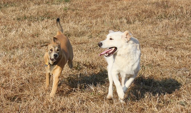 Our Dogs Mavis and Aaliyah